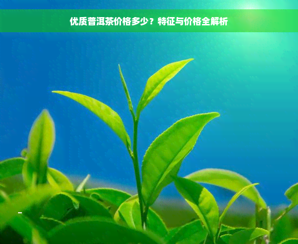 优质普洱茶价格多少？特征与价格全解析