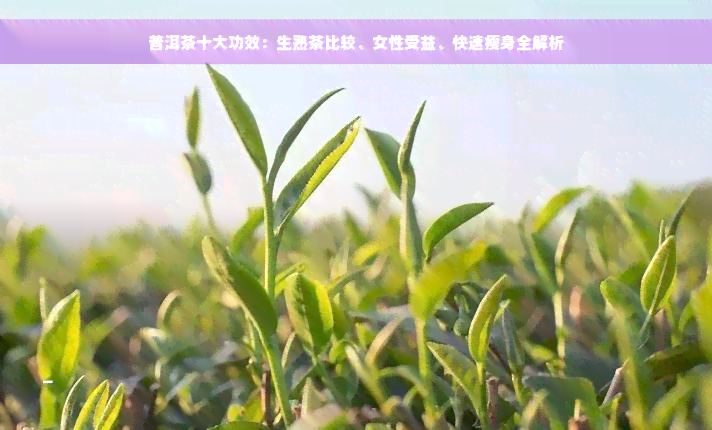 普洱茶十大功效：生熟茶比较、女性受益、快速瘦身全解析