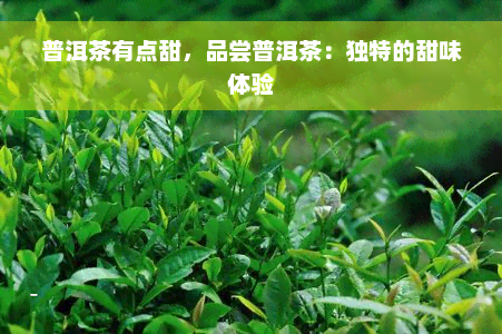 普洱茶有点甜，品尝普洱茶：独特的甜味体验