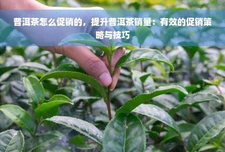 普洱茶怎么促销的，提升普洱茶销量：有效的促销策略与技巧