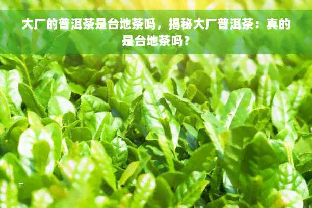 大厂的普洱茶是台地茶吗，揭秘大厂普洱茶：真的是台地茶吗？