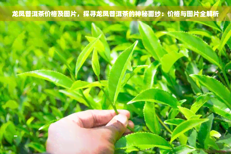 龙凤普洱茶价格及图片，探寻龙凤普洱茶的神秘面纱：价格与图片全解析