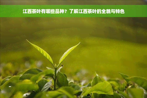 江西茶叶有哪些品种？了解江西茶叶的全貌与特色