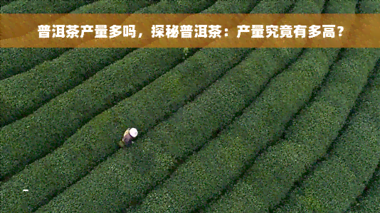 普洱茶产量多吗，探秘普洱茶：产量究竟有多高？