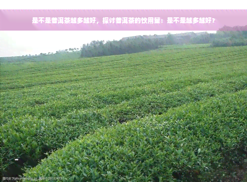 是不是普洱茶越多越好，探讨普洱茶的饮用量：是不是越多越好？