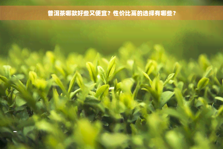 普洱茶哪款好些又便宜？性价比高的选择有哪些？