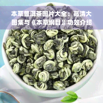 本草普洱茶图片大全：高清大图集与《本草纲目》功效介绍