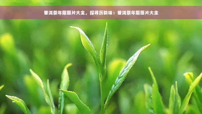 普洱茶年限图片大全，探寻历韵味：普洱茶年限图片大全