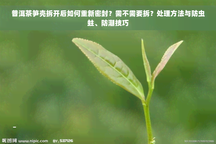 普洱茶笋壳拆开后如何重新密封？需不需要拆？处理方法与防虫蛀、防潮技巧