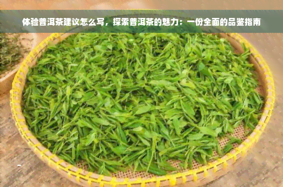 体验普洱茶建议怎么写，探索普洱茶的魅力：一份全面的品鉴指南