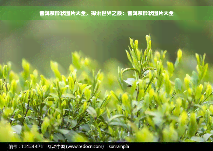 普洱茶形状图片大全，探索世界之最：普洱茶形状图片大全