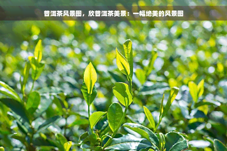 普洱茶风景图，欣普洱茶美景：一幅绝美的风景图