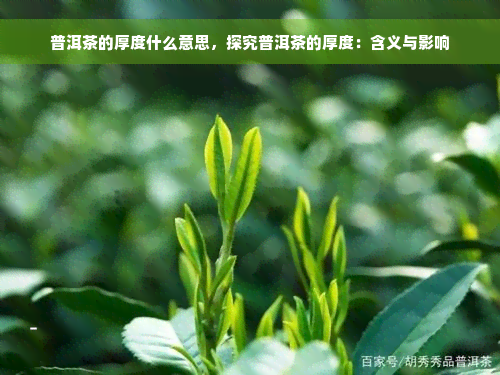 普洱茶的厚度什么意思，探究普洱茶的厚度：含义与影响