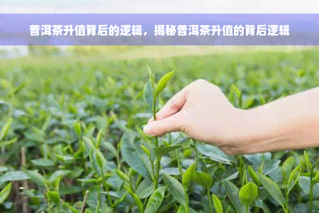 普洱茶升值背后的逻辑，揭秘普洱茶升值的背后逻辑