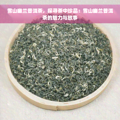 雪山幽兰普洱茶，探寻茶中珍品：雪山幽兰普洱茶的魅力与故事