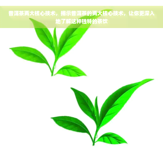 普洱茶两大核心技术，揭示普洱茶的两大核心技术，让你更深入地了解这种独特的茶饮