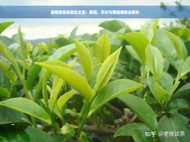 直播普洱茶卖货文案：简短、范文与营销案例全解析