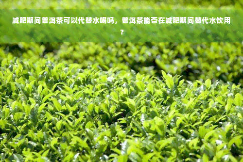 减肥期间普洱茶可以代替水喝吗，普洱茶能否在减肥期间替代水饮用？