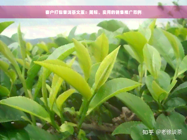 客户打包普洱茶文案：简短、实用的销售推广范例