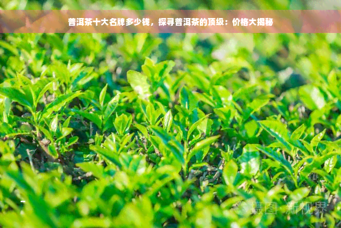 普洱茶十大名牌多少钱，探寻普洱茶的顶级：价格大揭秘