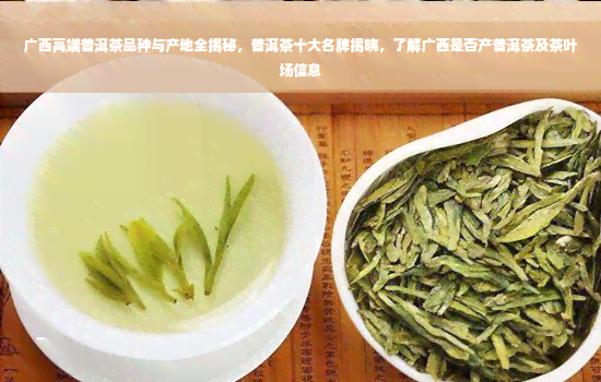 广西高端普洱茶品种与产地全揭秘，普洱茶十大名牌揭晓，了解广西是否产普洱茶及茶叶场信息