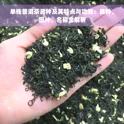 单株普洱茶品种及其特点与功效：品种、图片、名称全解析