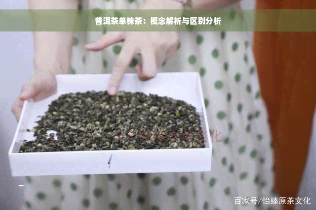 普洱茶单株茶：概念解析与区别分析