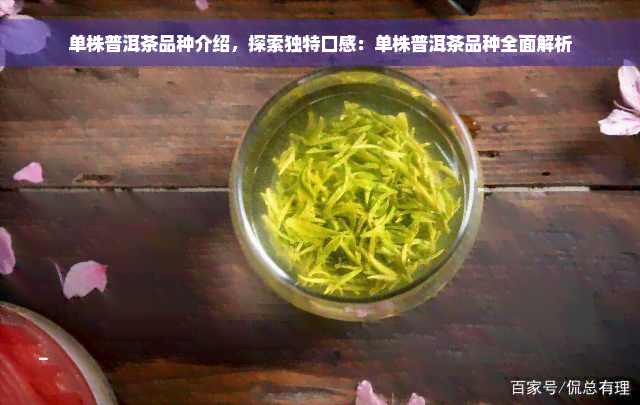 单株普洱茶品种介绍，探索独特口感：单株普洱茶品种全面解析