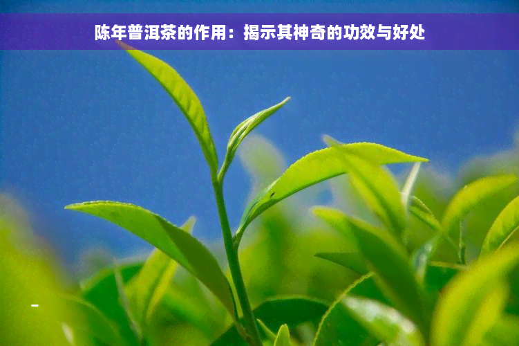 陈年普洱茶的作用：揭示其神奇的功效与好处