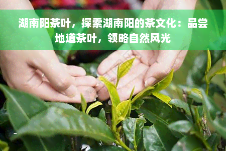 湖南阳茶叶，探索湖南阳的茶文化：品尝地道茶叶，领略自然风光