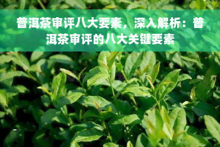 普洱茶审评八大要素，深入解析：普洱茶审评的八大关键要素