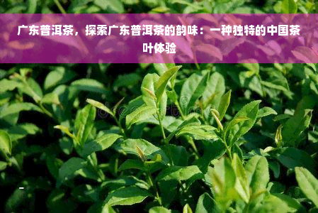 广东普洱茶，探索广东普洱茶的韵味：一种独特的中国茶叶体验