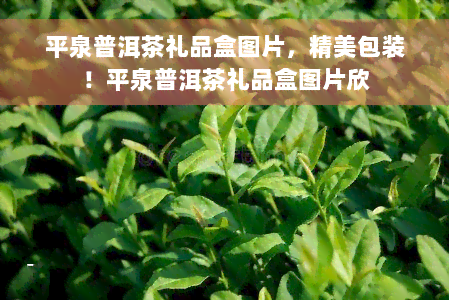 平泉普洱茶礼品盒图片，精美包装！平泉普洱茶礼品盒图片欣