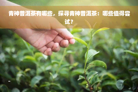 青神普洱茶有哪些，探寻青神普洱茶：哪些值得尝试？