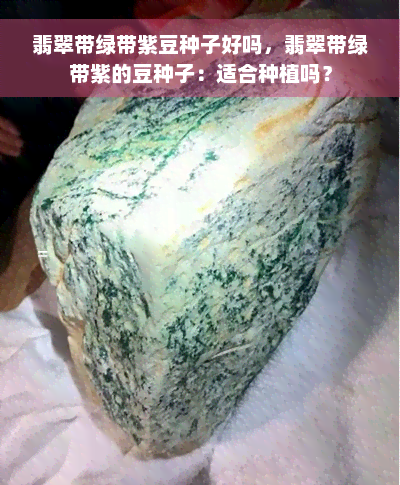 翡翠带绿带紫豆种子好吗，翡翠带绿带紫的豆种子：适合种植吗？