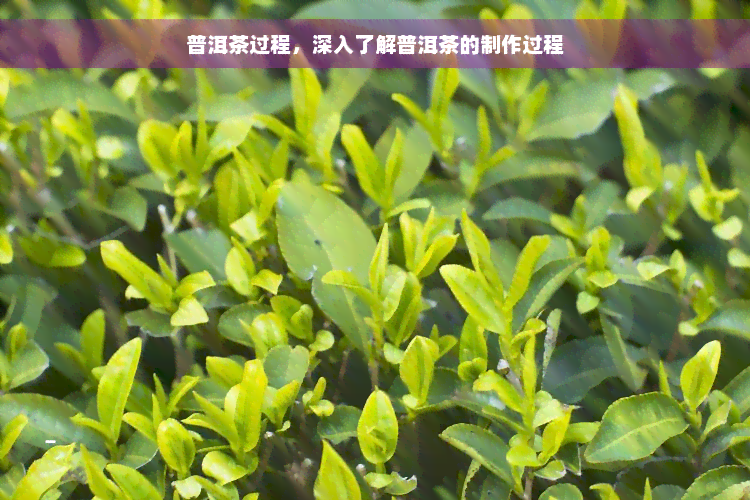 普洱茶过程，深入了解普洱茶的制作过程