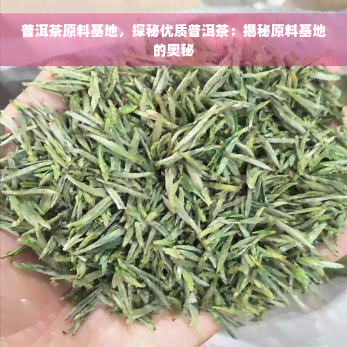 普洱茶原料基地，探秘优质普洱茶：揭秘原料基地的奥秘