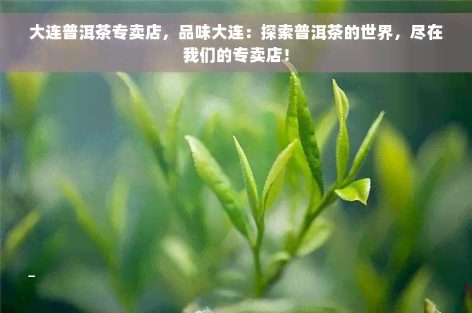 大连普洱茶专卖店，品味大连：探索普洱茶的世界，尽在我们的专卖店！