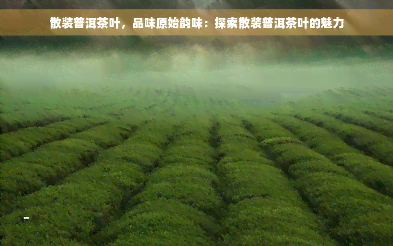 散装普洱茶叶，品味原始韵味：探索散装普洱茶叶的魅力