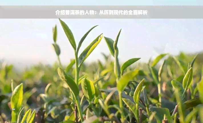 介绍普洱茶的人物：从历到现代的全面解析