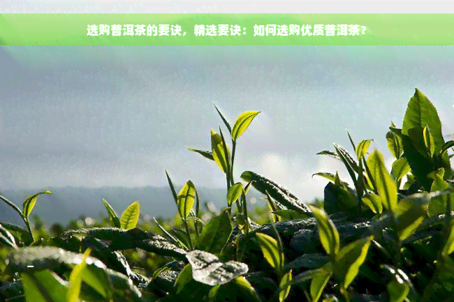 选购普洱茶的要诀，精选要诀：如何选购优质普洱茶？