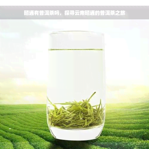 昭通有普洱茶吗，探寻云南昭通的普洱茶之旅