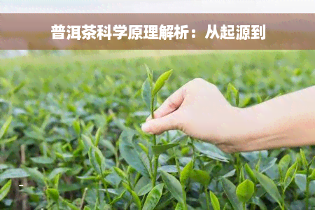 普洱茶科学原理解析：从起源到