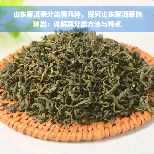 山东普洱茶分类有几种，探究山东普洱茶的种类：详解其分类方法与特点