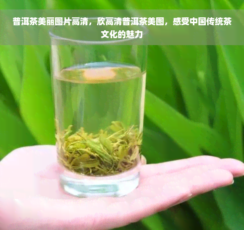 普洱茶美丽图片高清，欣高清普洱茶美图，感受中国传统茶文化的魅力