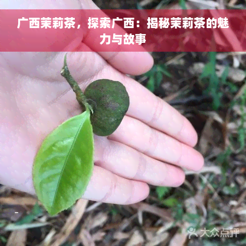 广西茉莉茶，探索广西：揭秘茉莉茶的魅力与故事