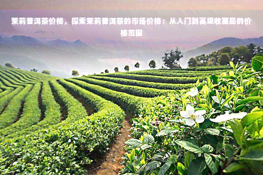 茉莉普洱茶价格，探索茉莉普洱茶的市场价格：从入门到高级收藏品的价格范围