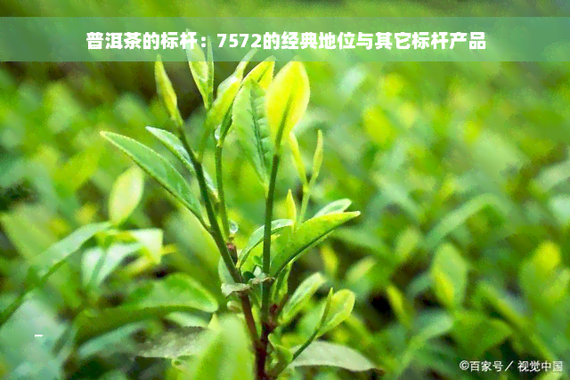 普洱茶的标杆：7572的经典地位与其它标杆产品