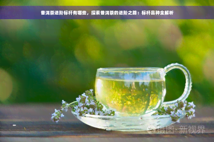 普洱茶进阶标杆有哪些，探索普洱茶的进阶之路：标杆品种全解析