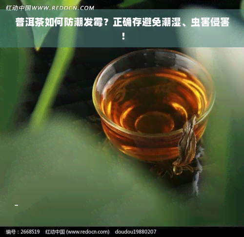 普洱茶如何防潮发霉？正确存避免潮湿、虫害侵害！